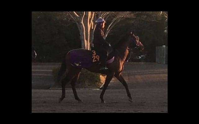 【ニュージーランドT】グラナタス  鹿戸師「折り合いがつけば」