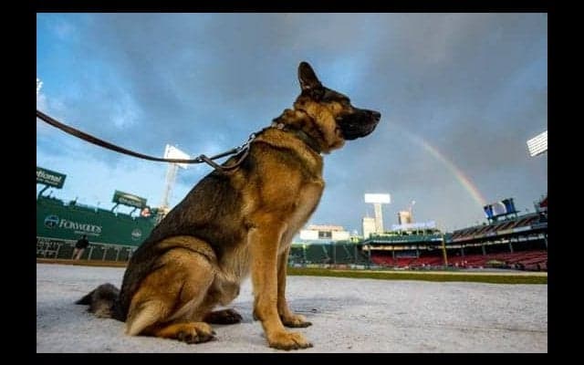【MLB】“バット犬”の仕事を奪った審判に非難轟々!?　「史上最大のブーイングかも」