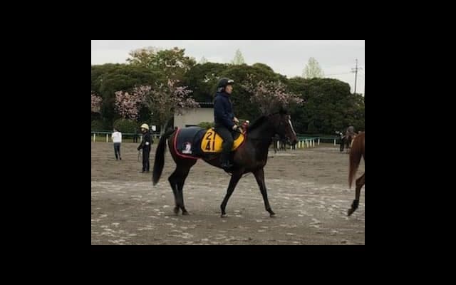 【新潟大賞典】ロシュフォール  5戦連続最速上がりの切れ者