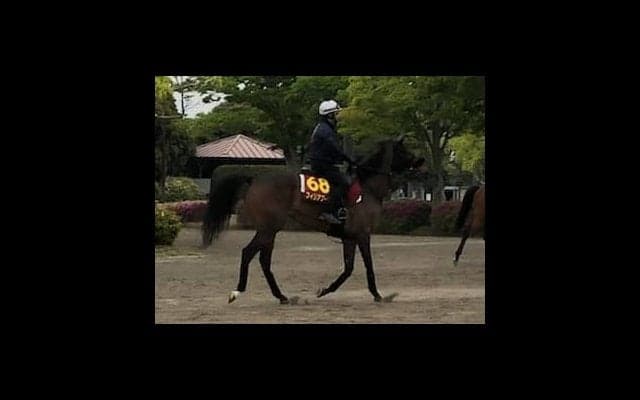 【オークス】フィリアプーラ 菊沢師「どんな脚を使えるか」