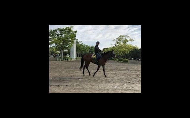 【日本ダービー】ランフォザローゼス 藤沢和師「前走以上に走れる」