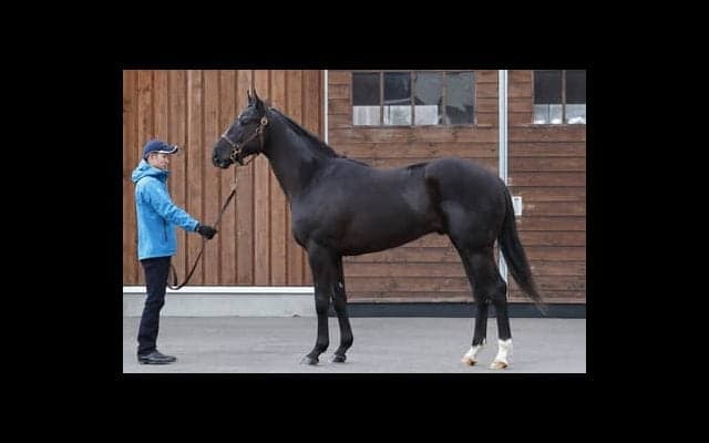 ダービー馬レイデオロの半弟、アブソルティスモは「初戦から楽しみ」