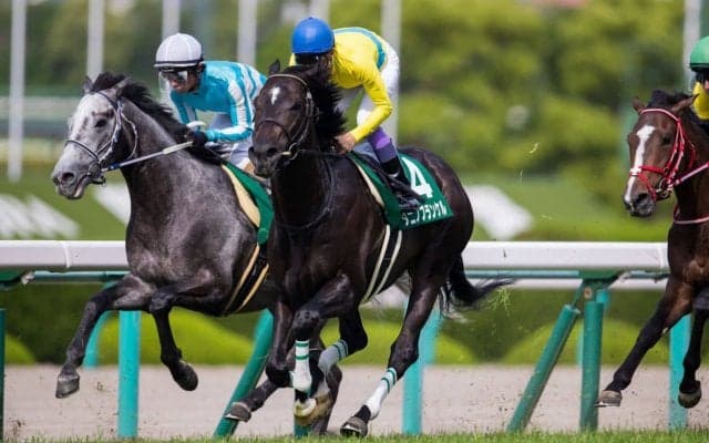 【鳴尾記念】武豊「走りのバランスが…」タニノフランケルは8着に敗れる