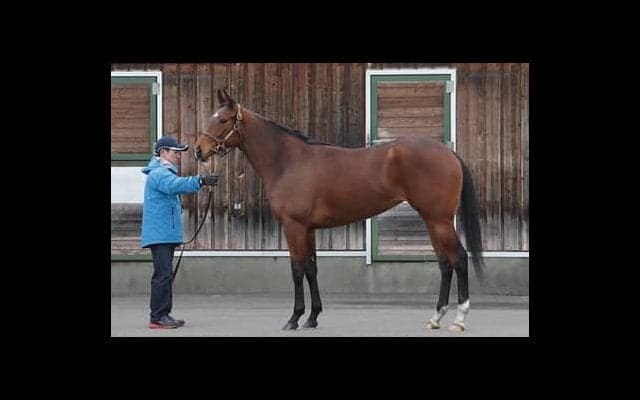 母は米ＧＩ５勝。父ディープ譲りの切れ味も秘めるカトゥルスフェリス