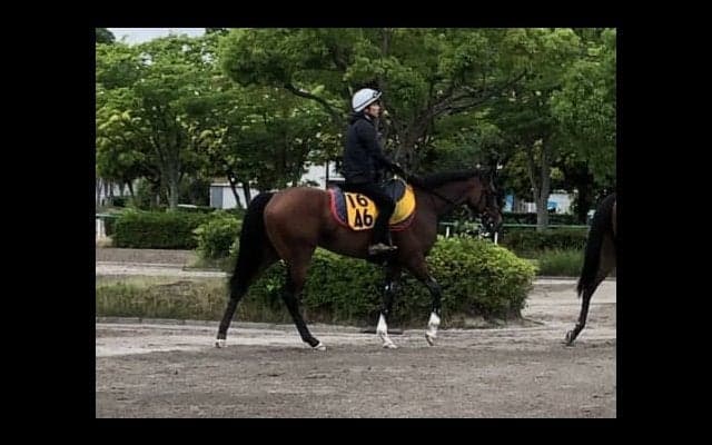 【マーメイドS】フローレスマジック  木村師「距離伸びても大丈夫」