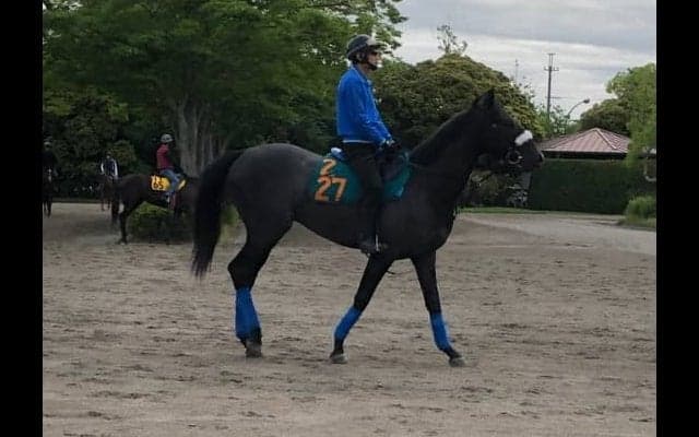 【注目新馬】サクセッション 国枝師「初戦から動けそう」