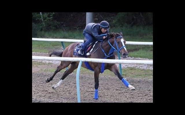 武豊が騎乗のディアドラ、調子は上々。英伝統レースで注目馬の状況は？