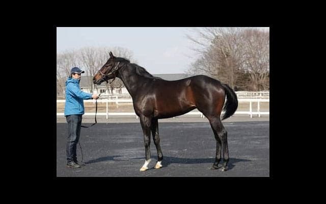 最も注目されている良血馬ラインベック「母アパパネに一番似ている」