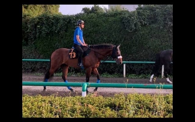 【ラジオNIKKEI賞】ディキシーナイト 国枝師「先週今週と動きはいい」