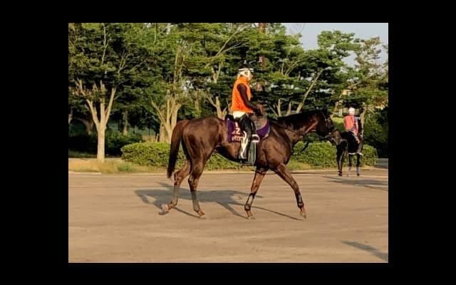 【CBC賞】セイウンコウセイ 前走で復活をアピール