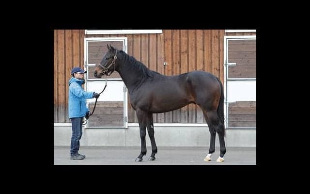 走るタイプの特徴をすべて兼ね備えた、ルージュバックの半弟ポタジェ