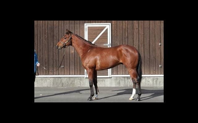 １億6500万円の高値がついたサトノフラッグは２歳世代のエース候補