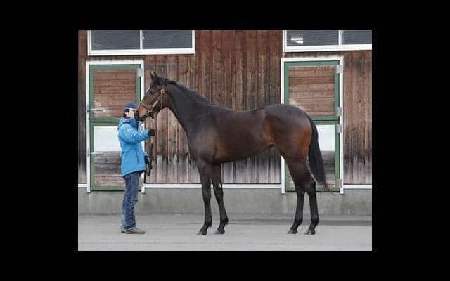 リスグラシューの妹リリレフアは「フットワークが軽やかで力もある」