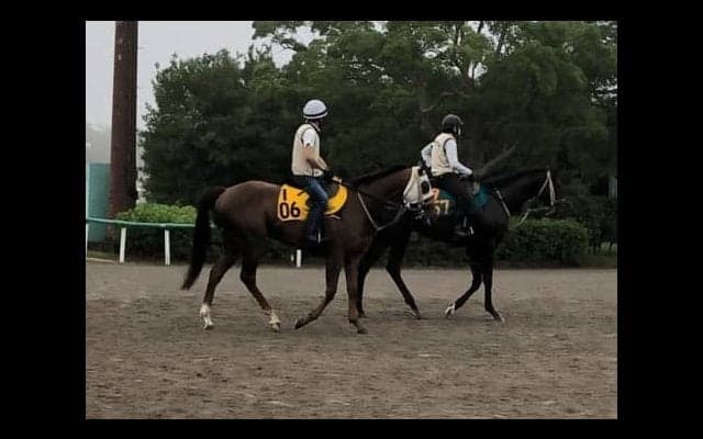 【アイビスSD】アルマエルナト 伊藤大師「差し効く展開になれば」