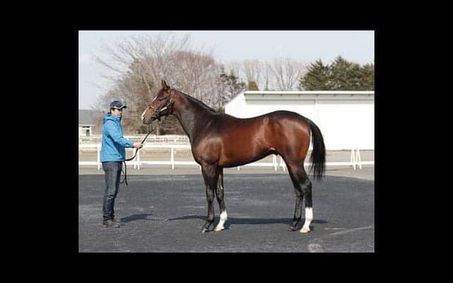「走り出すとどこまでもいく」アメリカの名牝の初子、アルジャンナ