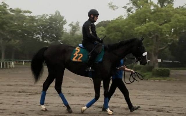 【注目新馬】シンハリング 近親にシンハライトがいる良血馬