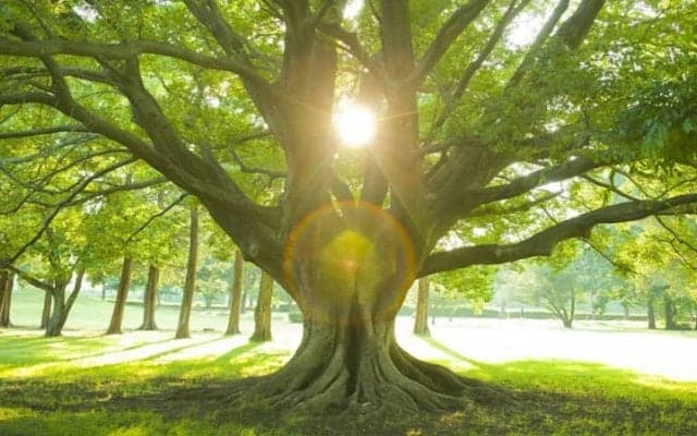 東洋医学における「気」の概念とは