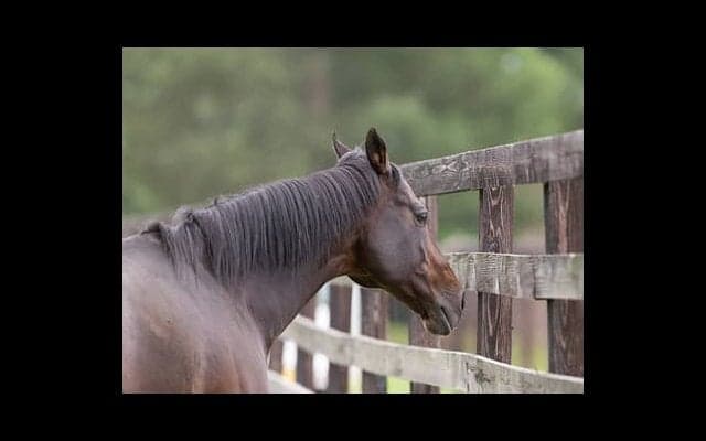 種牡馬ディープインパクトの後継問題。奇跡の種を持つ馬は現れるか