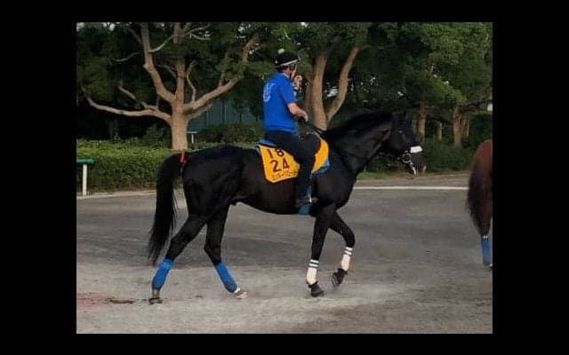 【関屋記念】ミッキーグローリー 勝って賞金加算を