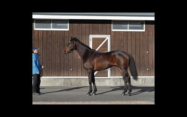 クラシック制覇という一族の悲願を託された逸材、クロスキーの可能性