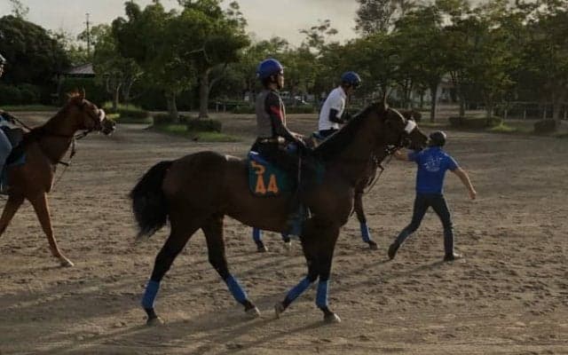 【注目新馬】クロスキー 兄弟にコントラチェック
