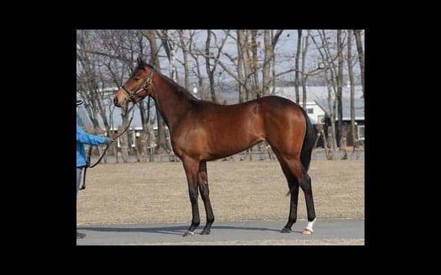 「兄ミッキーアイルとはイメージが違う」妹フェアレストアイルの特性