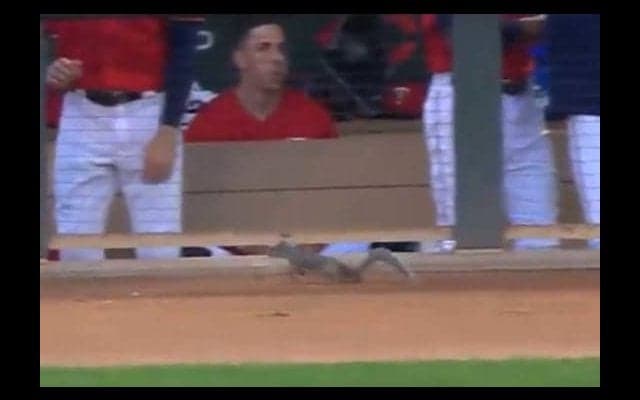  「ビビっているのか？」ベンチにリス乱入、MLBの大男たちが逃げ惑う姿が話題に