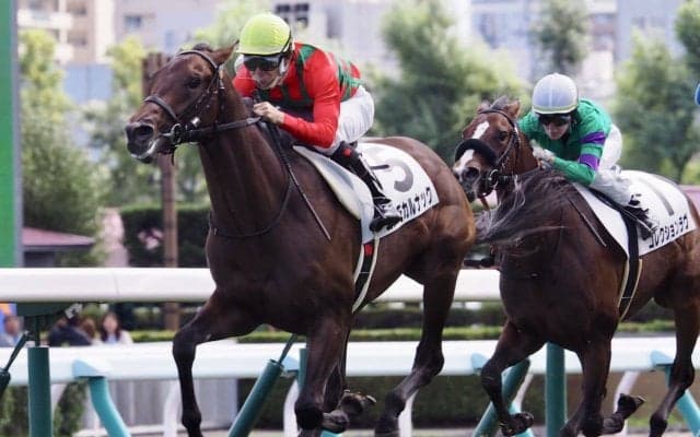 【新馬/札幌5R】キングヘイロー産駒 コスモカルナックがデビューV！