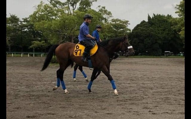 【新潟記念】サトノキングダム 国枝師「だいぶ完成されてきた」