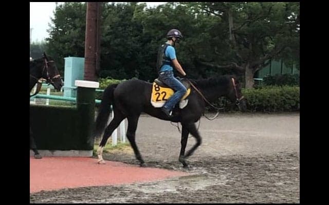 【新潟記念】ジナンボー 着実に勝ち星を重ね開花