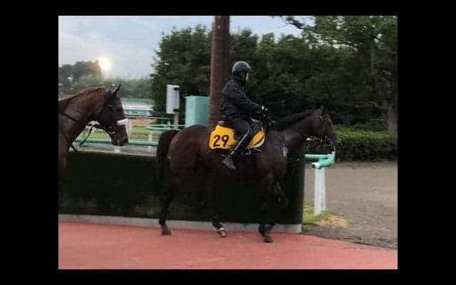 【新潟記念】アクート 得意の新潟なら重賞でも上位