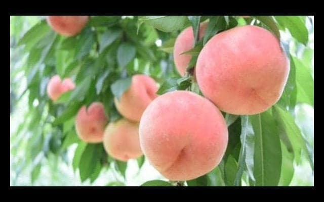 桃の驚くべき効果効能