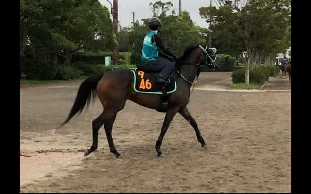 【紫苑S】距離に不安無し！パッシングスルー 黒岩師「順調そのもの」