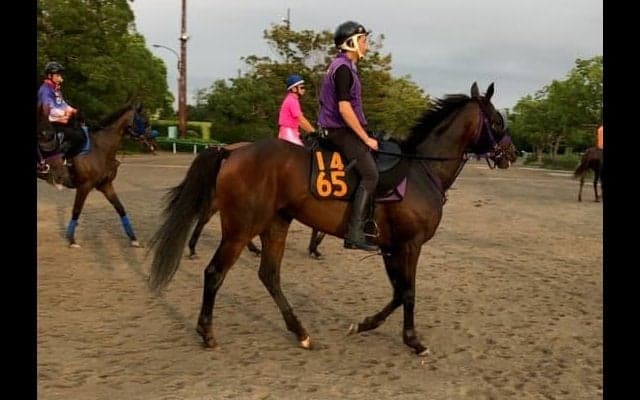 【紫苑S】レッドベルディエス 名手ルメールが騎乗で秋華賞の切符を狙う！