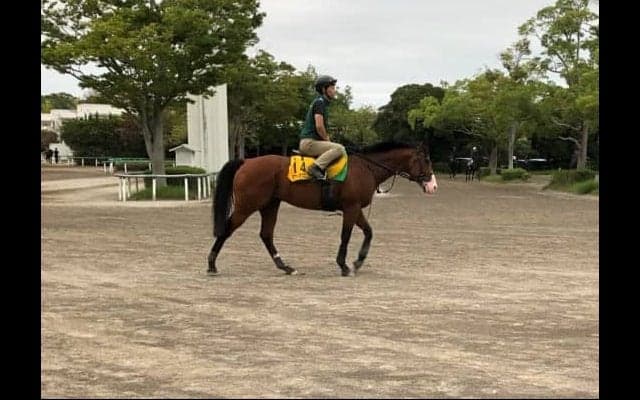 【セントウルS】タワーオブロンドン 藤沢和師「阪神コースも合いそう」