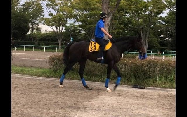 【京成杯AH】プロディカルサン 三浦と新コンビで惜敗脱出を狙う！