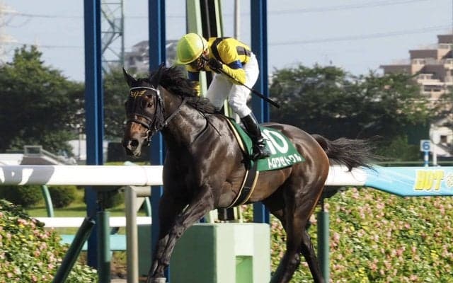 【京成杯AH】トロワゼトワルの大逃げ炸裂！横山典の見事騎乗