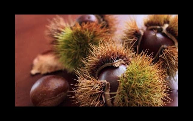 栗の驚くべき効果効能