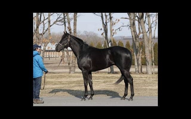 母は米ＧＩ３勝。ディアスティマは心肺機能が高く「乗り味もいい」