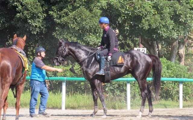 【サウジアラビアRC】アブソルティスモ  藤沢和師「絞れてきた」