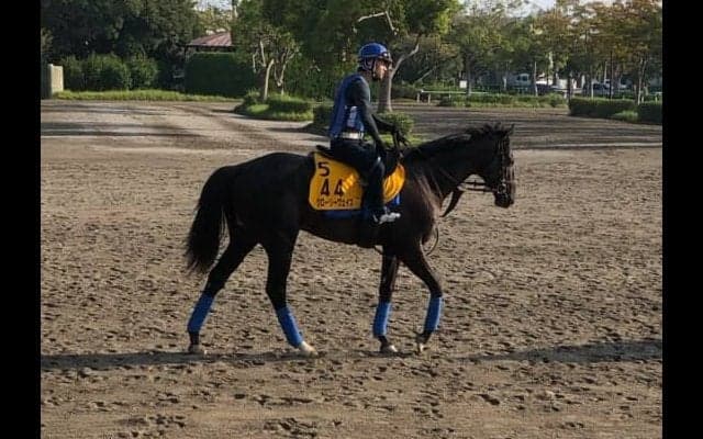 【京都大賞典】グローリーヴェイズ  尾関師「馬は完成期」