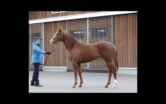 落札額は２億円。注目の血統馬、ダノングロワールがいよいよデビュー