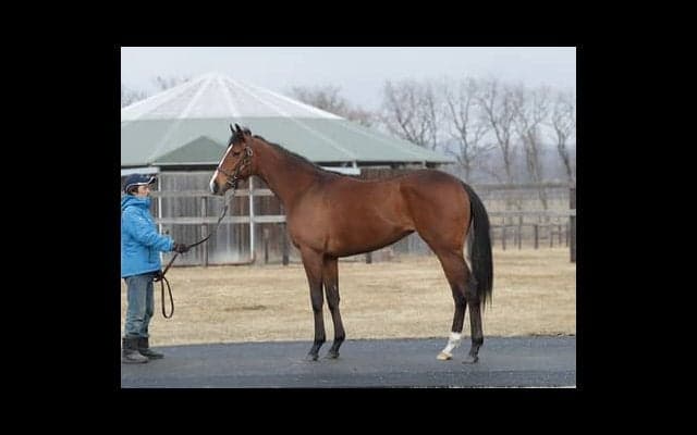 スワーヴリチャードの妹、ルナシオンは「バネがあり、本当にいい馬」