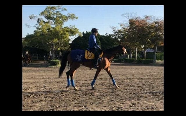 【府中牝馬S】フロンテアクイーン 国枝師「今年も同じくらい走ってくれれば…」