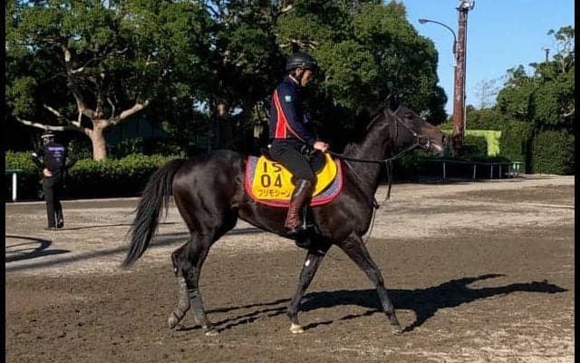 【府中牝馬S】プリモシーン 木村師「フットワークの質がいい」