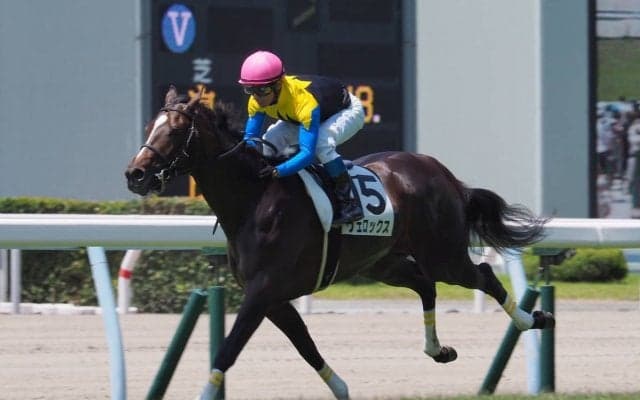 【菊花賞】枠順と見どころ ヴェロックスは7枠13番
