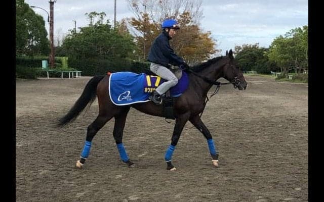 【菊花賞】ホウオウサーベル ベテラン蛯名とのコンビで一発を狙う！