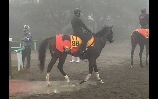 【アルゼンチン共和国杯】トラストケンシン 53キロ軽量で上位を狙う