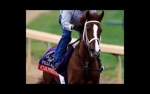 名門・角居厩舎でも評判。２歳馬ファルコニアは「走りの軽さ」が魅力