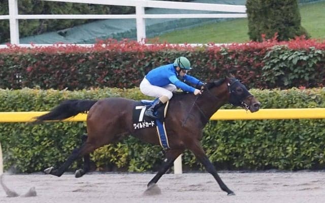 【錦秋S】ワイルドカードが圧勝！ルメールは本日の4勝目
